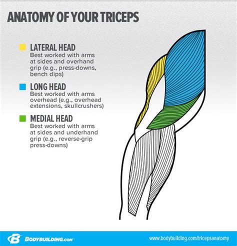 6 Strategies To Target Your Triceps Lateral Head And Build Bigger Arms
