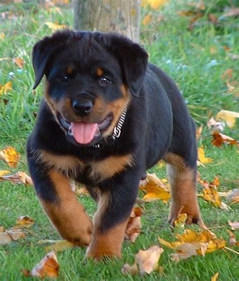 When ever you take them out everyone will flock to the your rottweiler puppy no matter which one you decide to buy. I have had two Rotties, and I loved them. They are the cutest puppies ever! #rottweiler ...