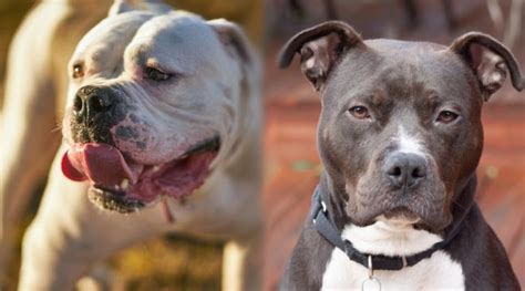 American Bulldog Vs Pitbull Temperament Comparison And Difference