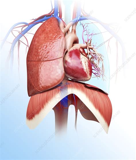 Human Heart And Lungs Artwork Stock Image F0087342