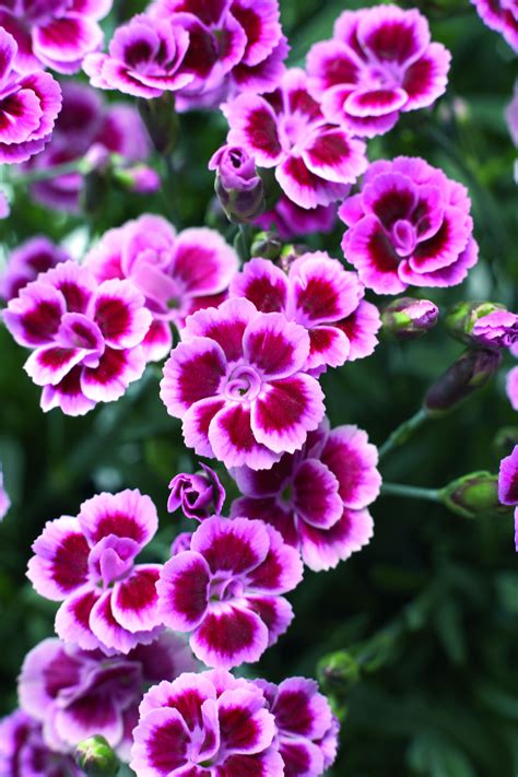Dianthus-Pink-Kisses | Amazing flowers, Dianthus flowers, Beautiful flowers
