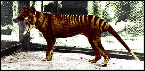 What Happened To The Tasmanian Tiger