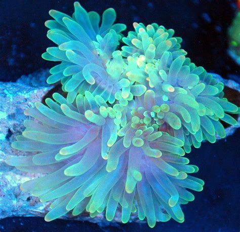 Archillect On Twitter Underwater Plants Ocean Plants Anemone