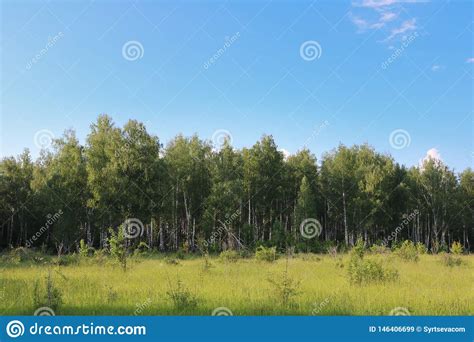 Birch Forest Against The Blue Sky With White Clouds And Green Meadows