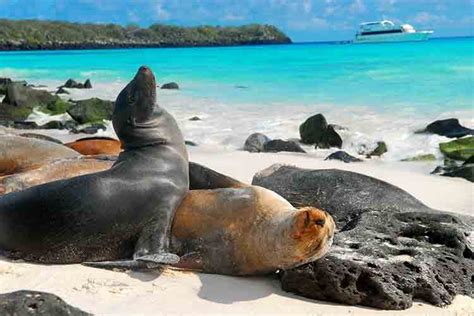 Las 15 Mejores Cosas Que Hacer Y Ver En Las Islas Galápagos Tips Para