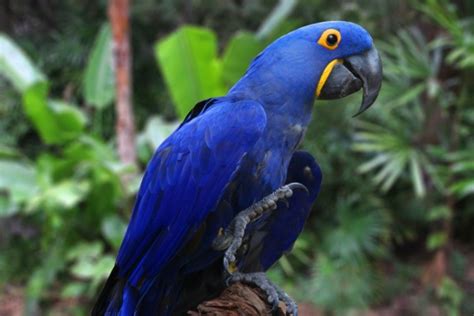 Macaw Lifespan How Long Do They Live Pets And Wild Pet Keen