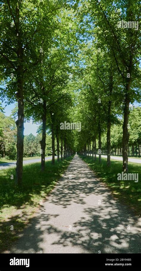 Long Strict Straight Alleys Of Green Trees With A Gravel Path That