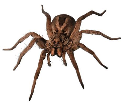 Wolf Spider Vs Wood Spider What Is The Difference