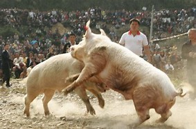Image result for pig fight
