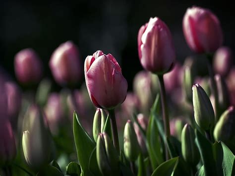 Hd Wallpaper Pink Tulips Flowers Night Golf Beauty Nature
