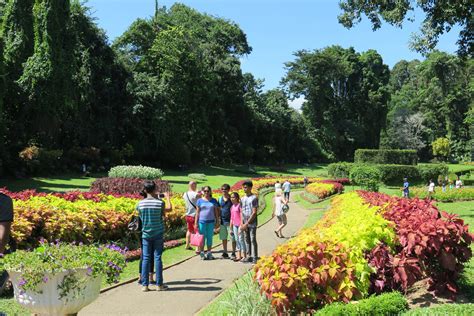 Royal Botanic Gardens Peradeniya Kandy Pura Vida