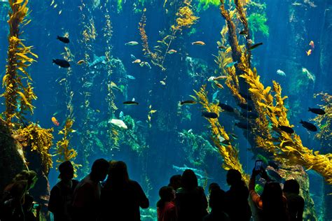 A flexible tree for the protection of intensive farmland and for the production of high quality wood in marginal forest sites subject to fire risk in mediterranean regions, commission of the european. Best sealife aquarium? | The DIS Disney Discussion Forums ...