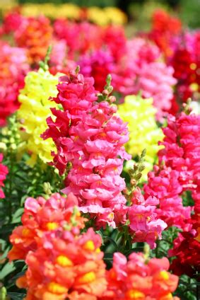 Shop for beautiful & seasonal flowers online with flexible delivery options. Snapdragon information from Flowers.org.uk