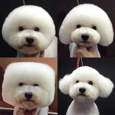 This hairstyle takes a lot of skill to master and is done. 16 best Bichon Grooming Hairstyles images on Pinterest ...