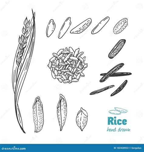 Rice Vector Hand Drawn Illustration 102428933