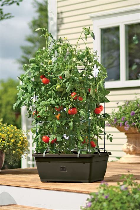 Self Watering Tomato Planters The Best Planters For A Successful Crop