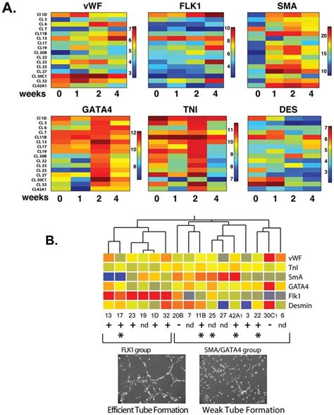 Heterogeneous Differentiation Of Cpc Clones A Heat Map Showing Clonal
