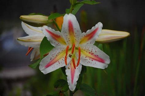 Photo Of The Bloom Of Lily Lilium Playtime Posted By Pixie62560