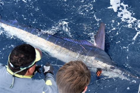 2020 Billfish Recaptures Featured News The Billfish Foundation