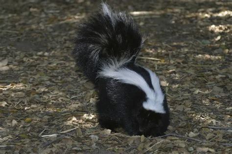 How Long Does Skunk Smell Last: the Ultimate Guide