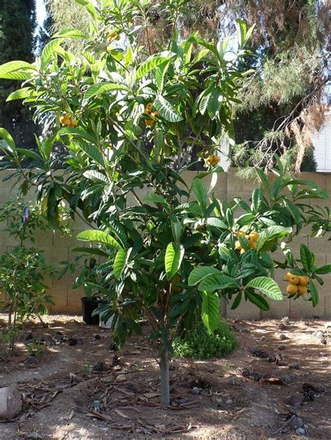 How To Grow Loquat Growing Loquat Tree From Seed