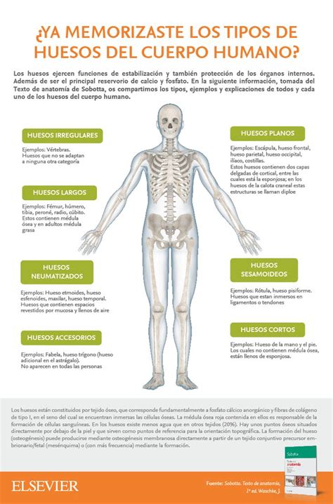 Clasificacion De Los Huesos Segun Su Forma Y Estructura Diversas Formas
