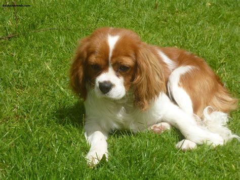 Cavalier King Charles Spaniel Pictures Information