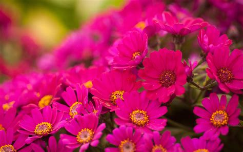 Chrysanthemums Flowers Bright Pink Wallpapers Hd Desktop And