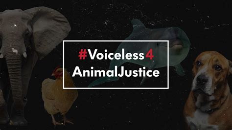 Voiceless4animaljustice Raises Over 28000 For Animals Animal Justice