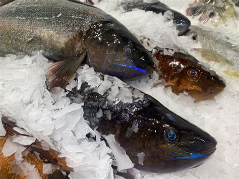 Whole Butterfish — Saltwater Seafoods Nz