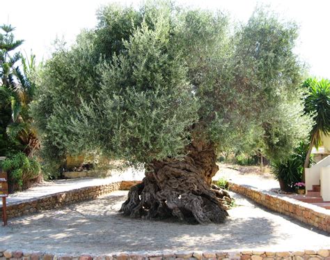 The Ancient Olive Tree Of Vouves Is Believed To Be Over 3000 Years Old