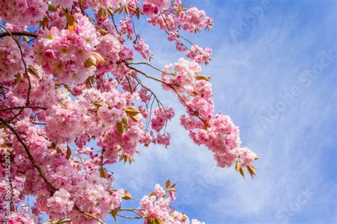 Beautiful Japanese Cherry Tree Blossom Against Blue Sky Stock Photo