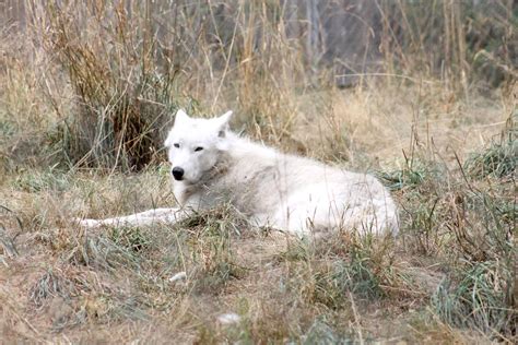 White Wolf Ears Back By Rebel Wolf Aerona On Deviantart