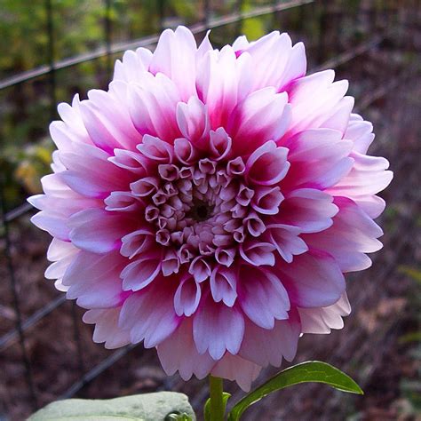 Whitepink Dahlia Beautiful Flowers Pictures Wonderful Flowers Most