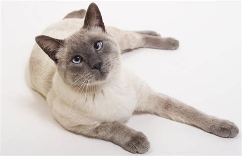 The Traditional Siamese Cat Cat Breeds Encyclopedia