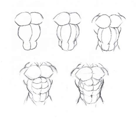 Draw Muscle Torso By Krigg On Deviantart Human Body Drawing Art