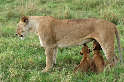 Malcolm Schuyl Wildlife Photography Lioness Panthera Leo Feeding