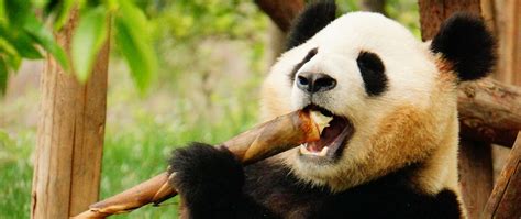 Download Wallpaper 2560x1080 Panda Animal Bamboo Funny Cool Dual