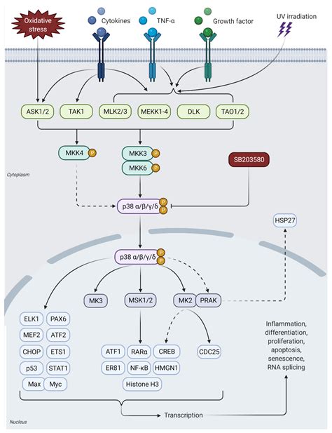 Ijms Free Full Text Functional Roles Of Jnk And P38 Mapk Signaling