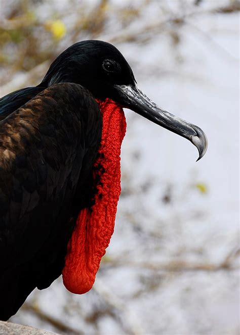 15 Facts About Magnificent Frigatebirds In The Galapagos Latin Roots