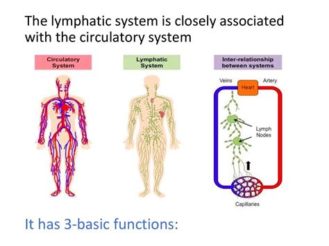 Lymphatic System Diagram Labeled Flow Chart