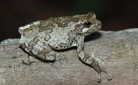 What Is A Gray Tree Frog Animal Media Foundation