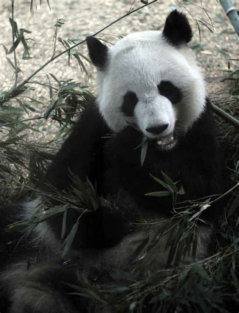 Lun Lun The 15 Year Old Giant Panda At Zoo Atlanta Gave Birth To Twins