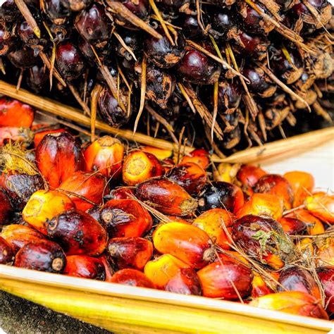 Rbd palm oil and crude palm kernel oil quality is generally determined by trading specification as specified by bursa malaysia derivatives (bmd) fc. Crude and Refined Palm Oil Manufacturer in Malaysia by ...