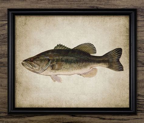 Largemouth Bass Print Largemouth Bass Poster Largemouth Bass Fish