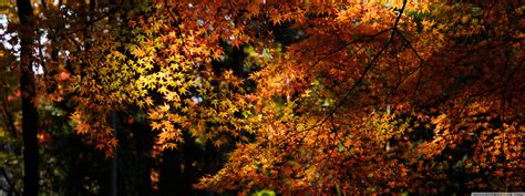 Autumn Maple Forest Ultra Hd Desktop Background Wallpaper