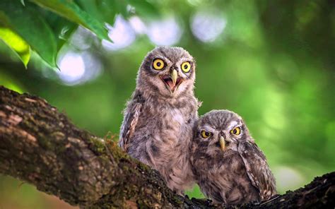 Owls On A Tree Branch