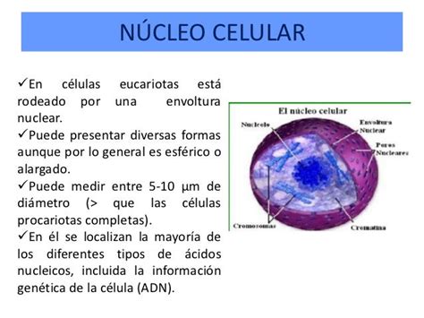 Biologia Componente Nucleo Celular