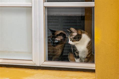 Two Cats Looking Out The Window Stock Image Image Of Tabby House