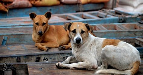 Ghaziabad Police 2 Booked For Dislocating Stray Dogs Did You Know It
